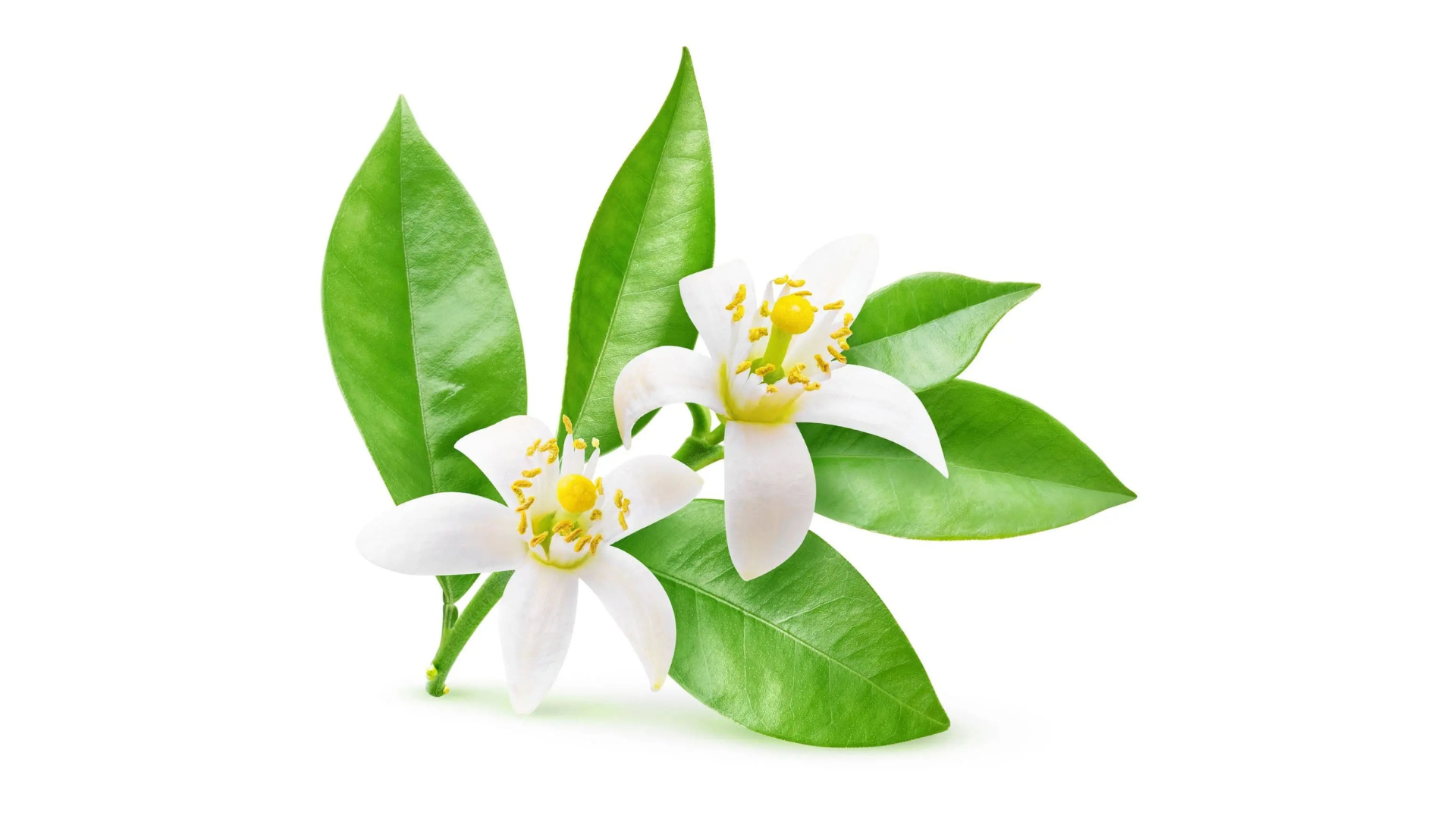 Neroli 2.5ml