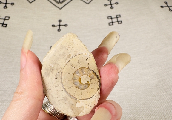 Ammonite Fossil