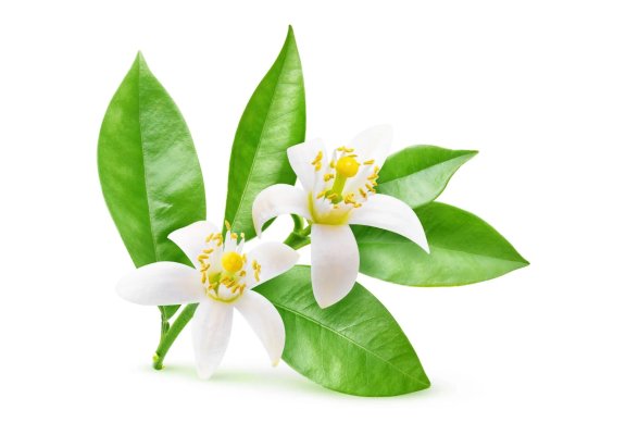 Neroli Organic 2.5ml